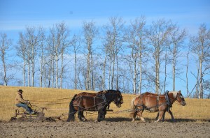 Farming the old fashioned way. The team of four horses of Bruce Coleman's friend turn the furrow on the oat field. 