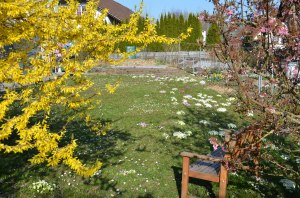 Emmi's spring garden last year. The primula are just starting to bloom again now. 