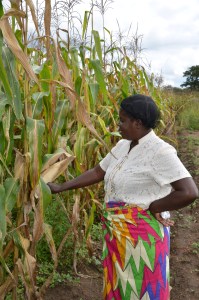 Ruth Miyanza's corn crop is proof that conservation farming works