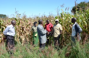 Burundi farmers, like these in Zambia, are dependent on timely information to make good farming decisions. 