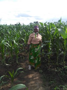 Vivienne standing in midst of a beautiful corn crop, beginning January, 2016 